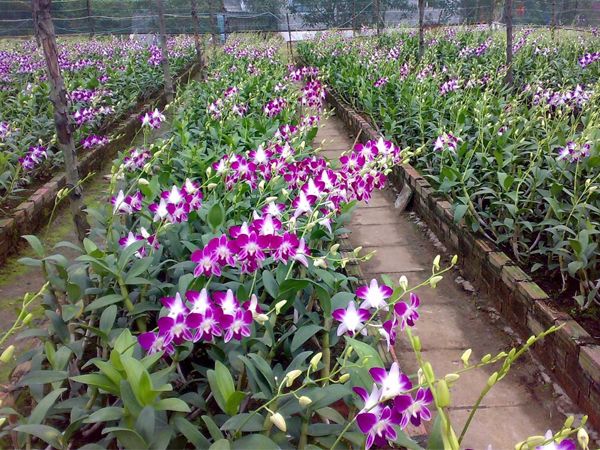 Kinh nghiệm nghề trồng hoa phong lan thu nhập cao
